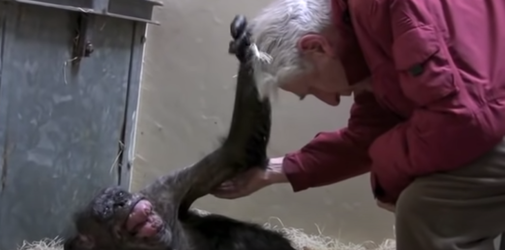 59-årig chimpanse var alvorligt syg: Se så hvad den gør, da den ser sin gamle ven Jan