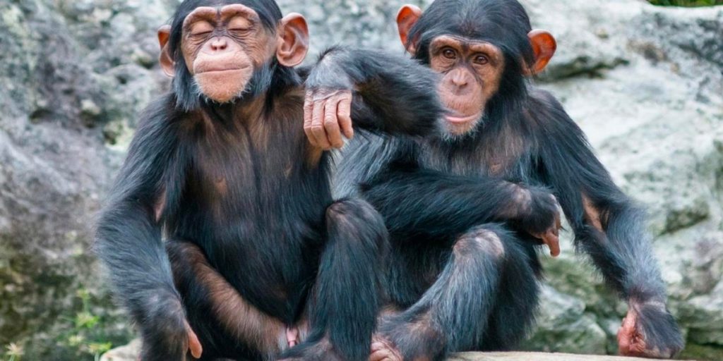 Stort drama i Zoo: Fire chimpanser skudt