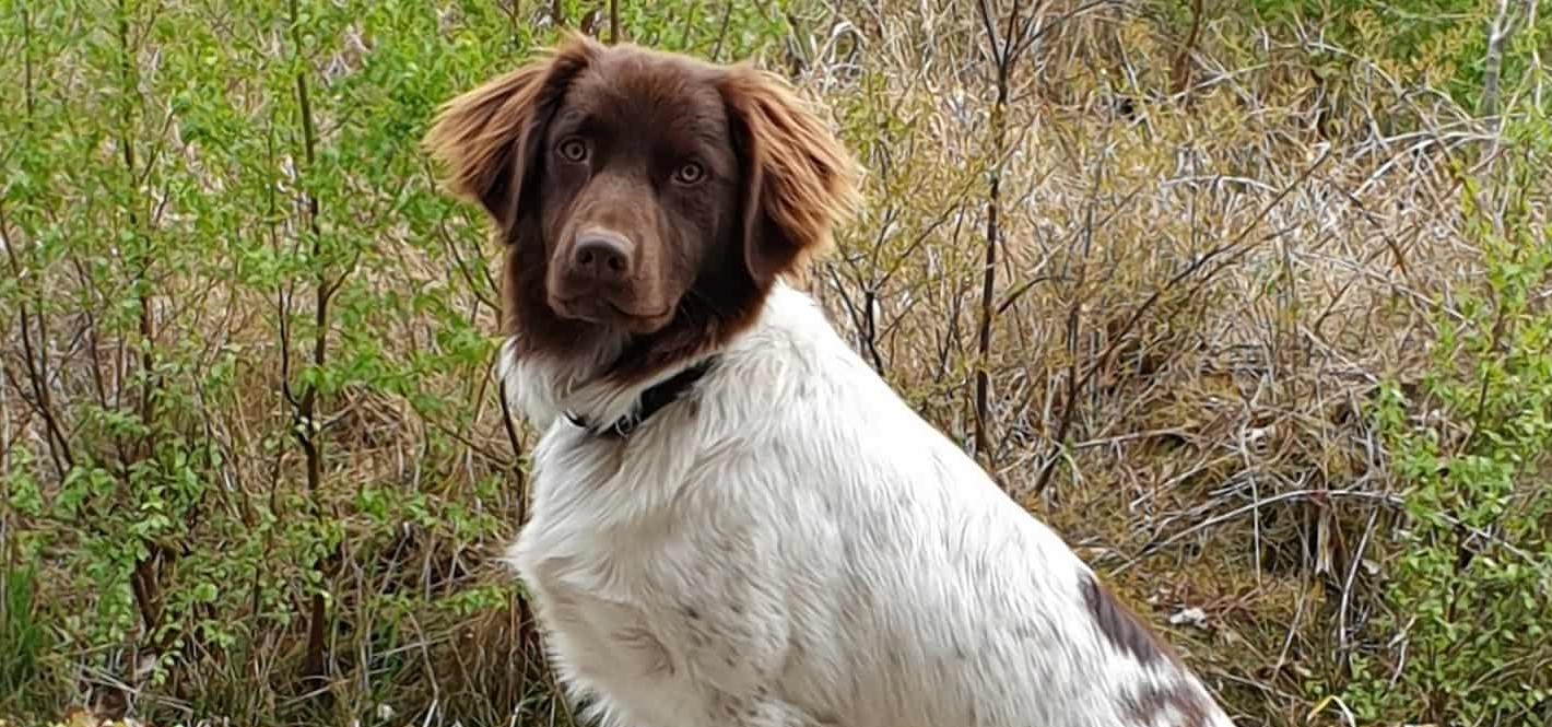 Hunden Cody har været forsvundet i ugevis: Familien frygter kidnapning