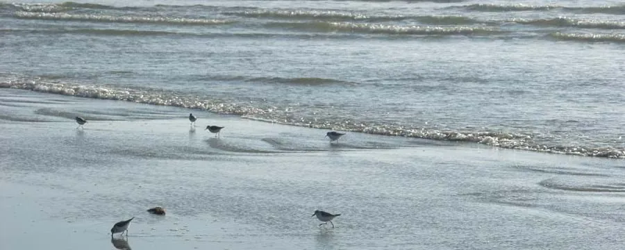 Badning frarådes: Tarmbakterier i vandet aflyser sommeren på kendt nordjysk strand