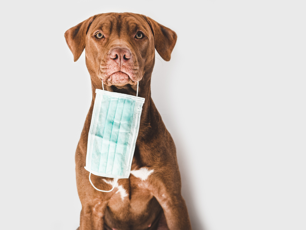 Kan hunde lugte coronavirus? Nu begynder træningen af de første sporehunde