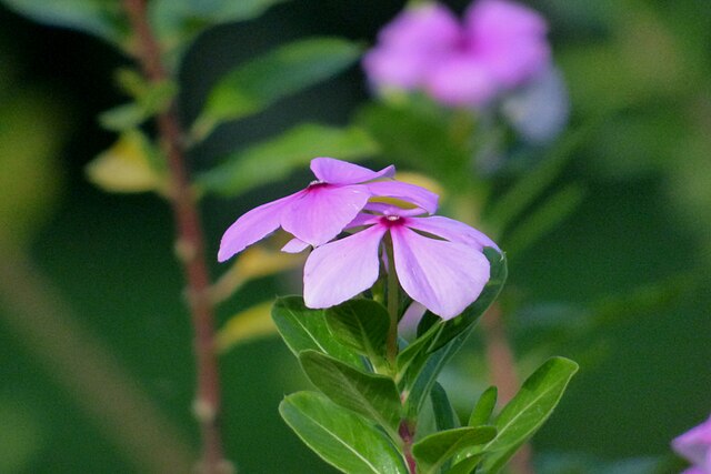Sjælden rose kan behandle kræftformer: Nu frygtes lignende planter at gå tabt
