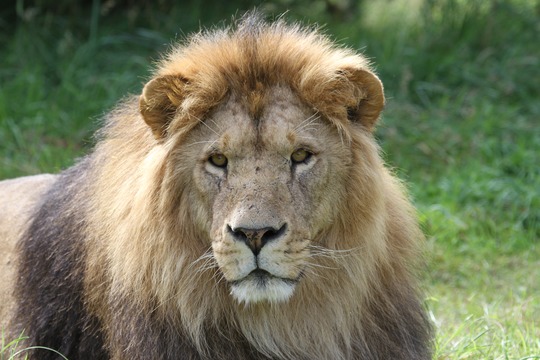 Zoologisk have i desperat opråb: Vi mangler foder