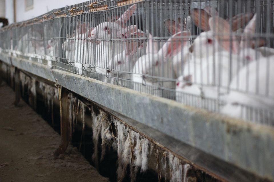 Dyrevenner raser over nyt kanin-forslag