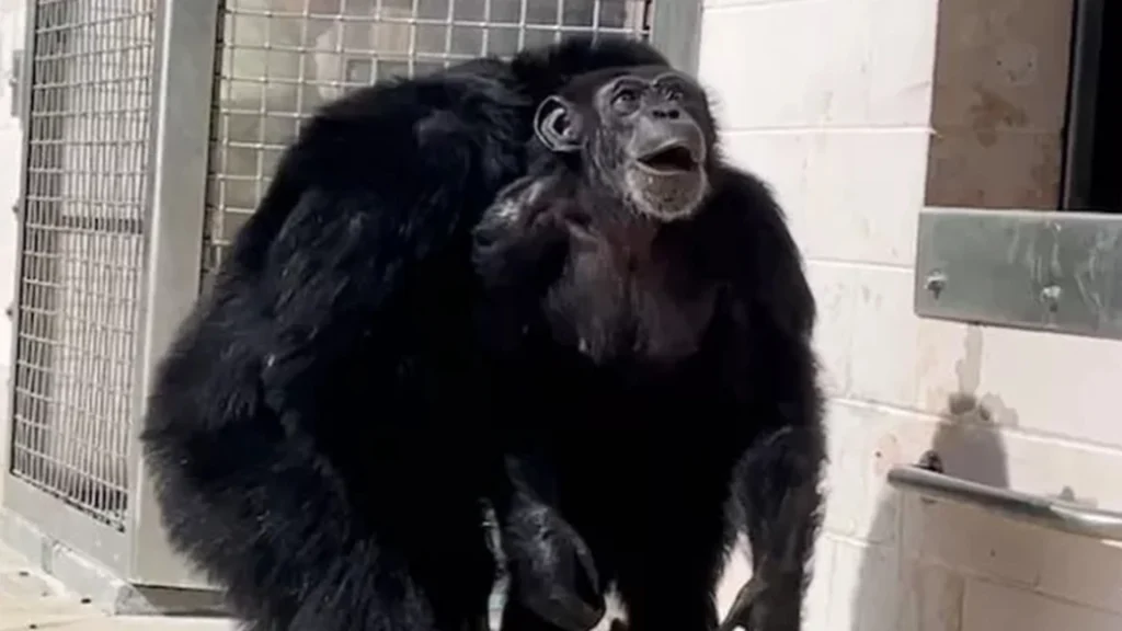 Rørende video: Efter et liv i fangenskab oplever chimpansen ‘Vanilla’ den blå himmel for første gang