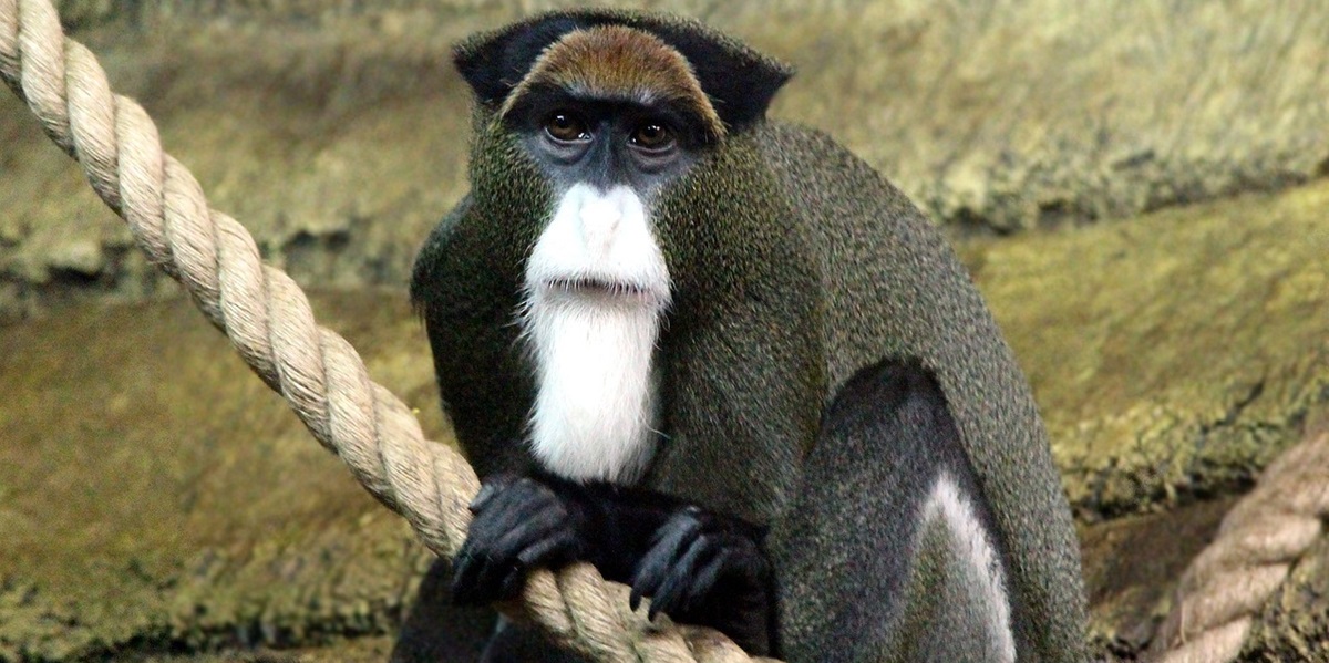 Tragisk abe-mysterium i Hongkongs ældste zoo: Hvorfor dør de alle sammen?