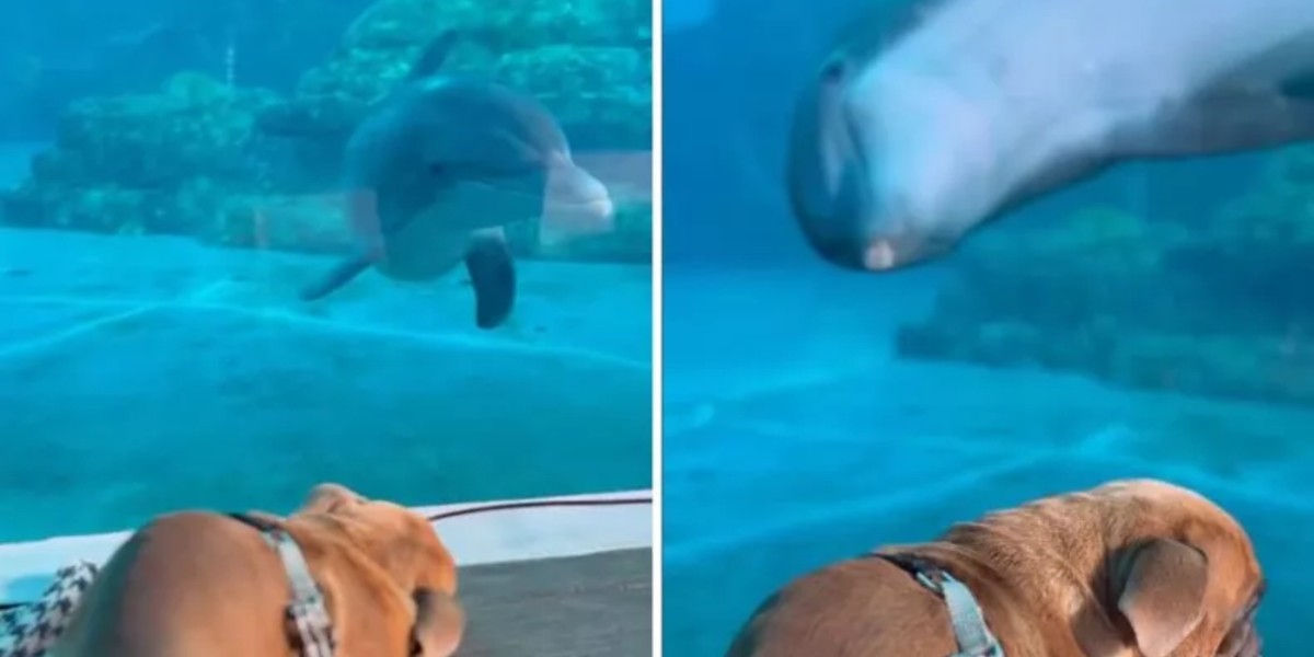 Hund med særlige behov mister balancen i akvarium – men så reagerer delfinerne