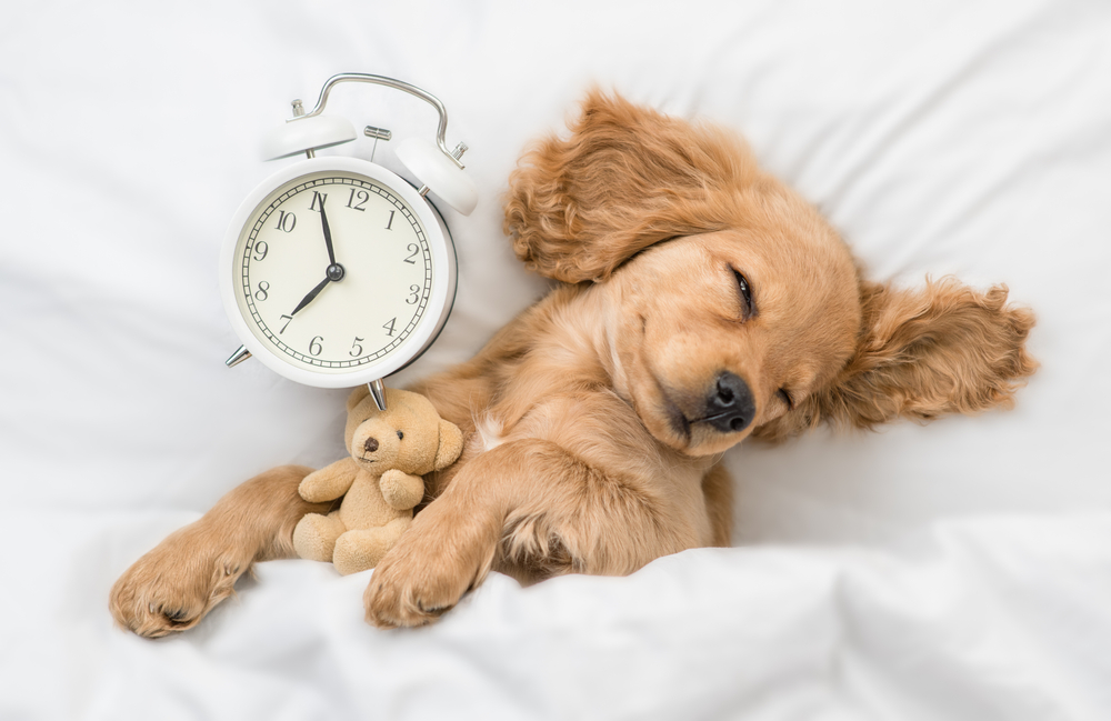 Psykologerne har talt: Personer, der sover med deres kæledyr i sengen, har disse 7 karaktertræk