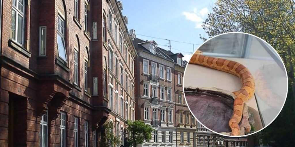 Sophie fra Aarhus fik sit livs største chok: Fandt knap 2 meter lang slange i sin lejlighed