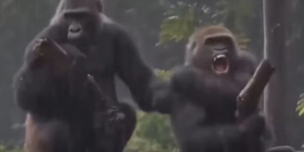 Se den sjove video her: Gorillaer skændes som et gammelt ægtepar