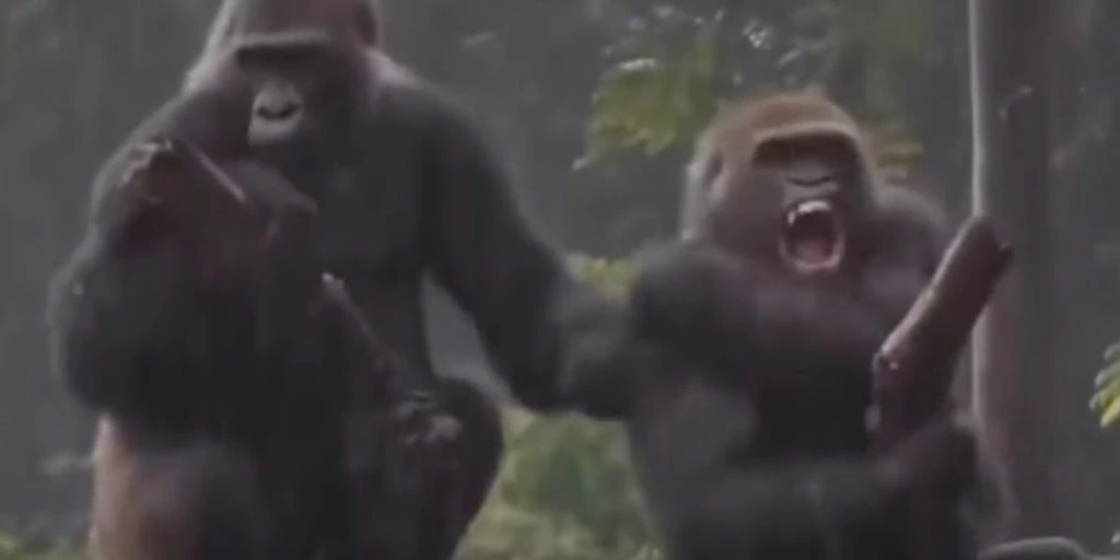 Se den sjove video her: Gorillaer skændes som et gammelt ægtepar