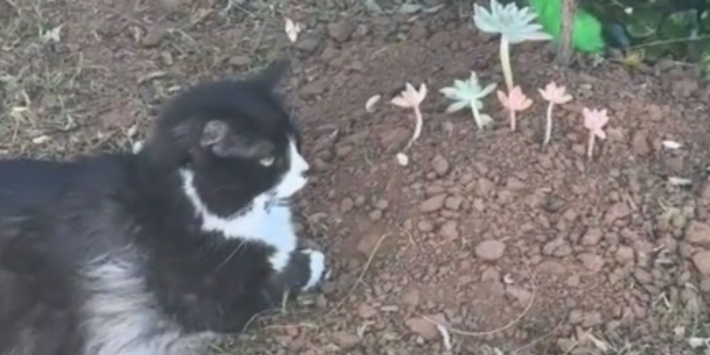 Katten Bear mistede sin bror Boo: Gør denne rørende ting hver dag