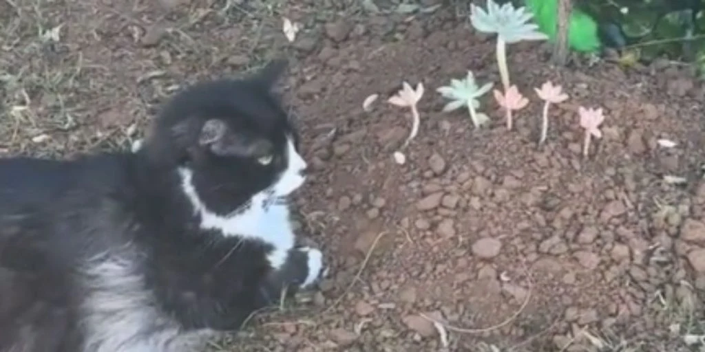 Katten Bear mistede sin bror Boo: Gør denne rørende ting hver dag