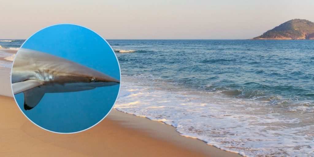 Banebrydende forskning afslører: Brasilien vrimler med kokain-hajer