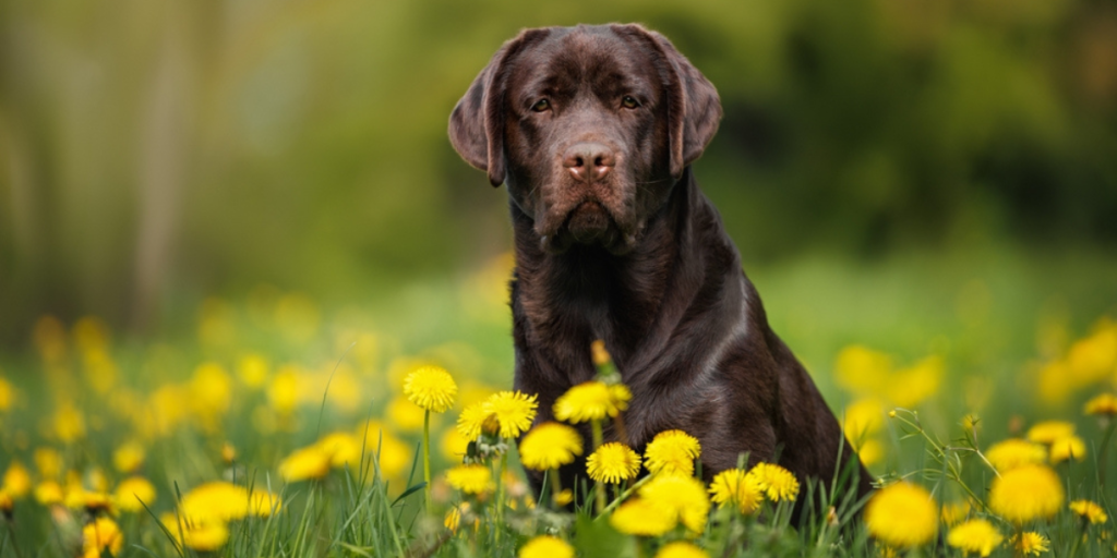 Livsfarlig parasit spredes via sneglene: Sådan beskytter du din hund