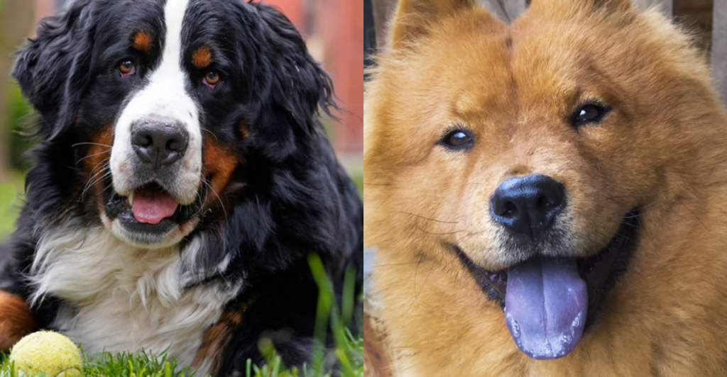 15 bløde giganter: Disse hunde er de vildeste krammebamser
