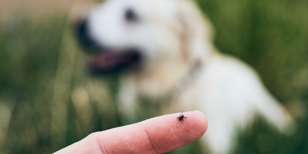 3 simple tricks der kan beskytte din hund mod flåtbid