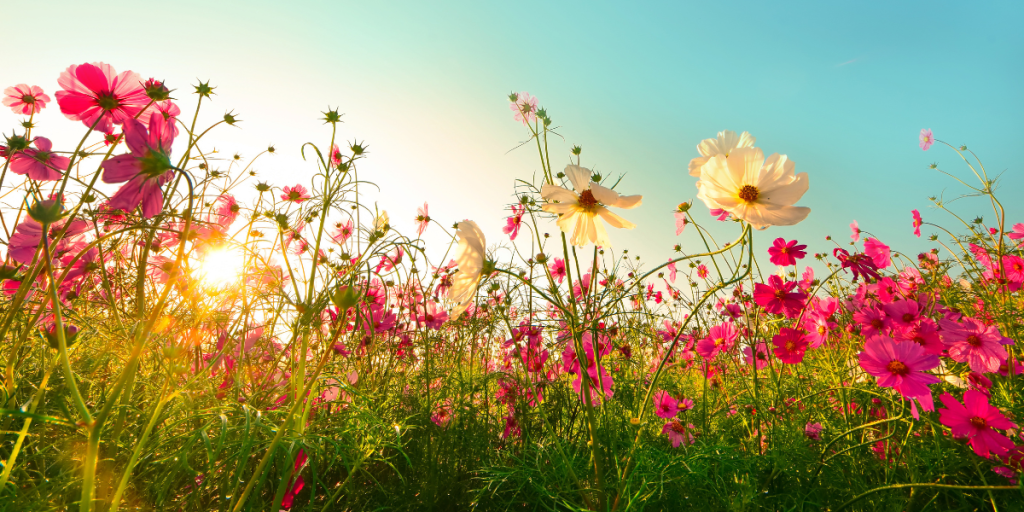 Plant disse stauder i august og nyd deres blomster hele efteråret