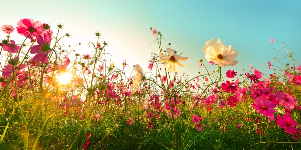 Plant disse stauder i august og nyd deres blomster hele efteråret