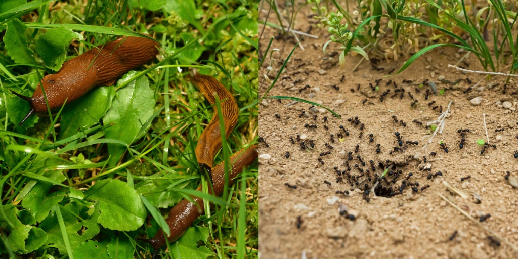 Disse 3 planter holder din have fri for myrer og snegle helt naturligt