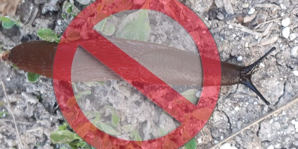 Træt af dræbersnegle i haven? Sådan laver du den helt perfekte ‘snegle-fælde’
