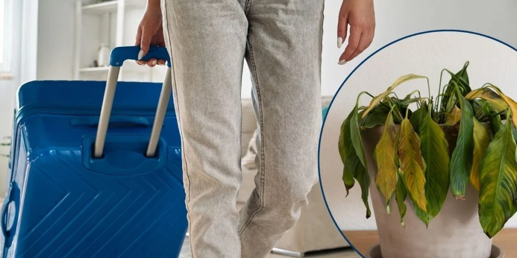 Skal du på ferie? Sådan klarer dine potteplanter sig imens