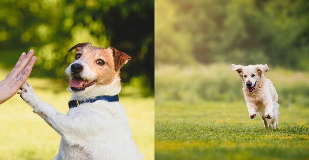 Tjek listen: Er din hund iblandt de 13 mest intelligente og charmende hunde i verdenen