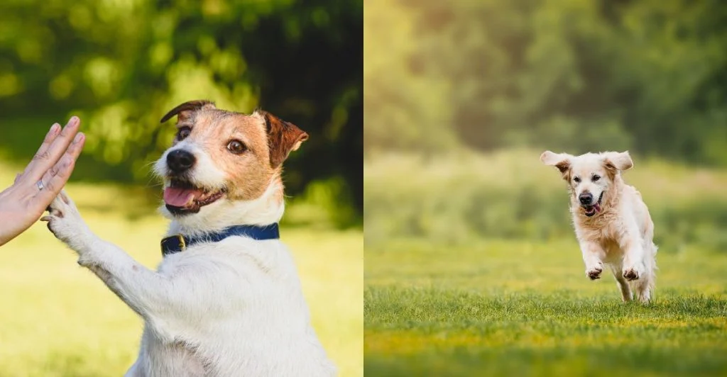 Tjek listen: Er din hund iblandt de 13 mest intelligente og charmende hunde i verdenen