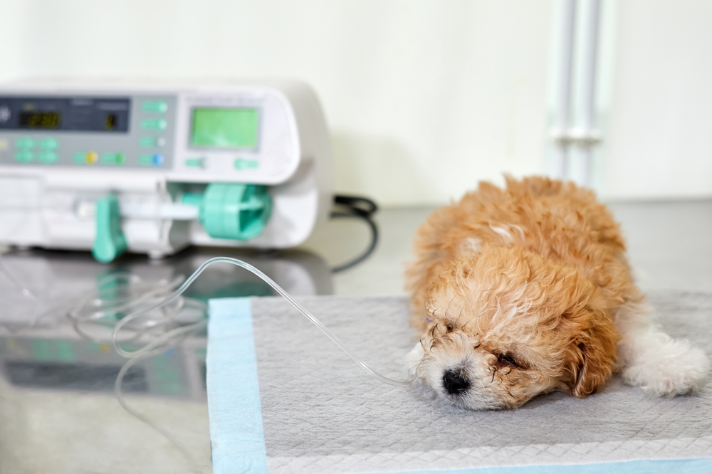 Pas på hunden! Disse madvarer kan være farlige og endda dødelige for hunde