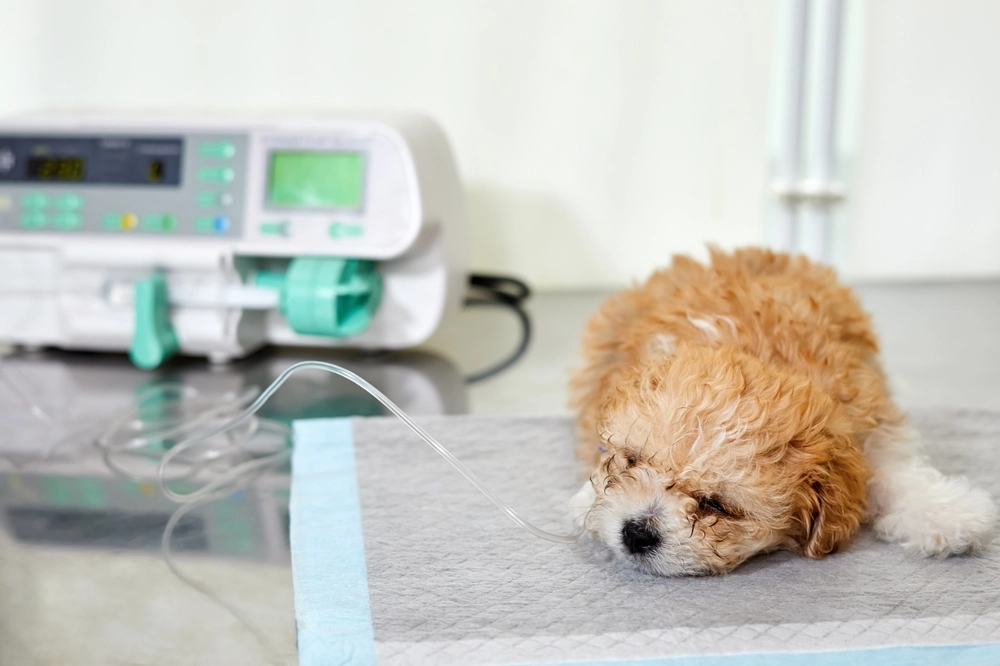 Pas på hunden! Disse madvarer kan være farlige og endda dødelige for hunde