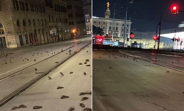Hundredvis af døde fugle på gaderne i Rom: Skræmt til døde af fyrværkeri