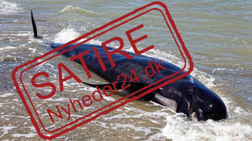 Vejles turistchef vil lokke døende hvaler til byen