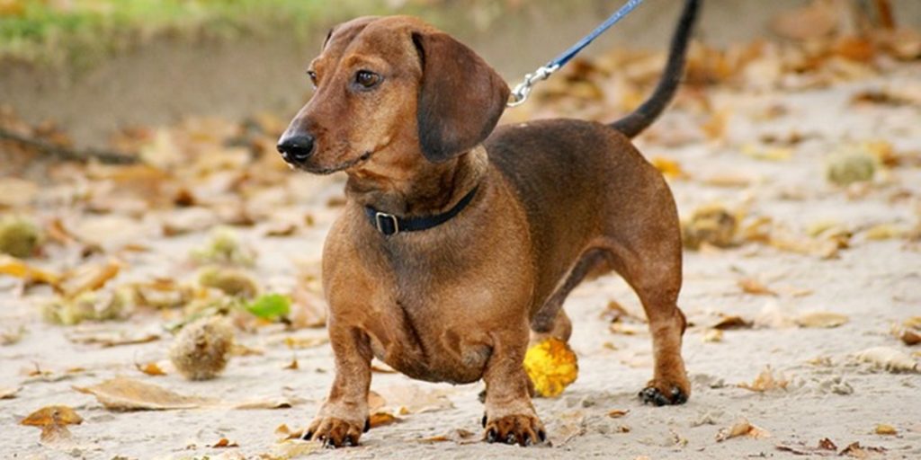 Fyr pinlig berørt over navnet på kærestens hund: Nægter at sige det i offentligheden