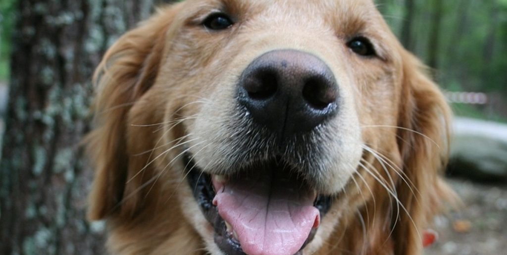 Golden retriever lærer at “hviske” i stedet for at gø: Internettet elsker det