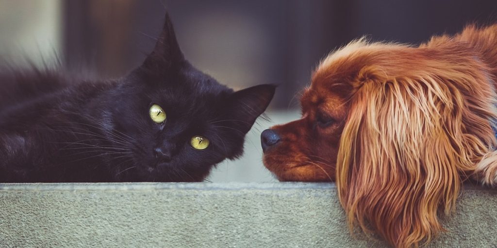 Hund og kat elsker hinanden: Ejeren filmer deres søde venskab