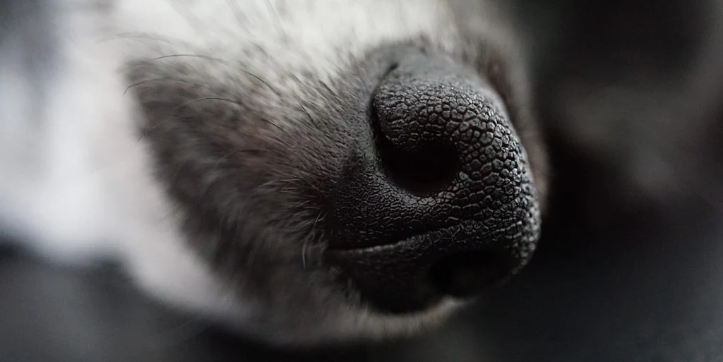 Ejer sultede næsten sin hund ihjel, selvom der var mad til rådighed: Var til sidst kun skind og ben