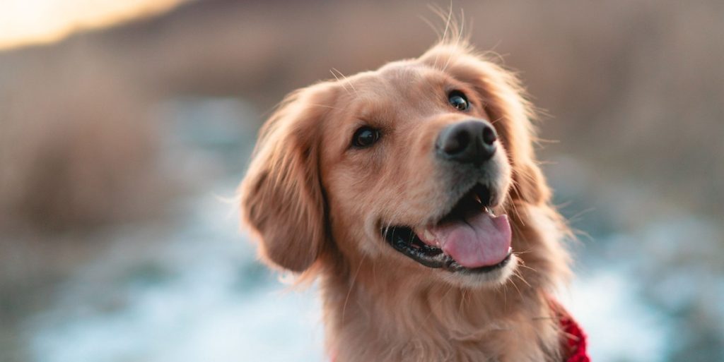 Golden retriever møder “lillebror” for første gang: Reaktionen tager internettet storm