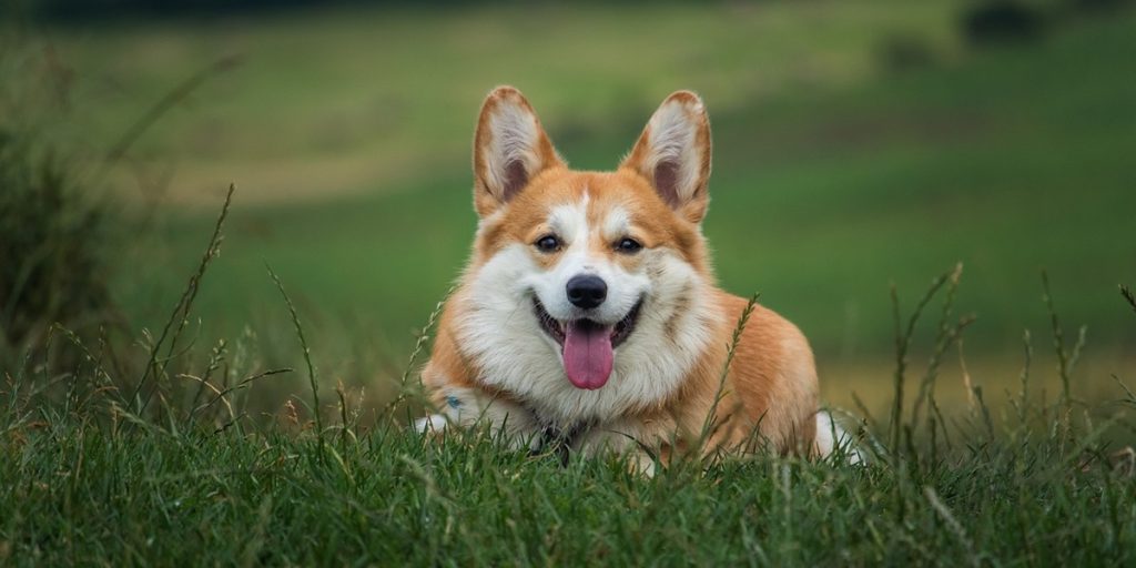 Hund forstår ejers tegnsprog: Internettet elsker det