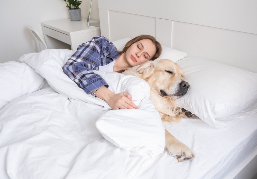 Her er 14 dovne hunde: Perfekte til dig, der foretrækker at hygge derhjemme