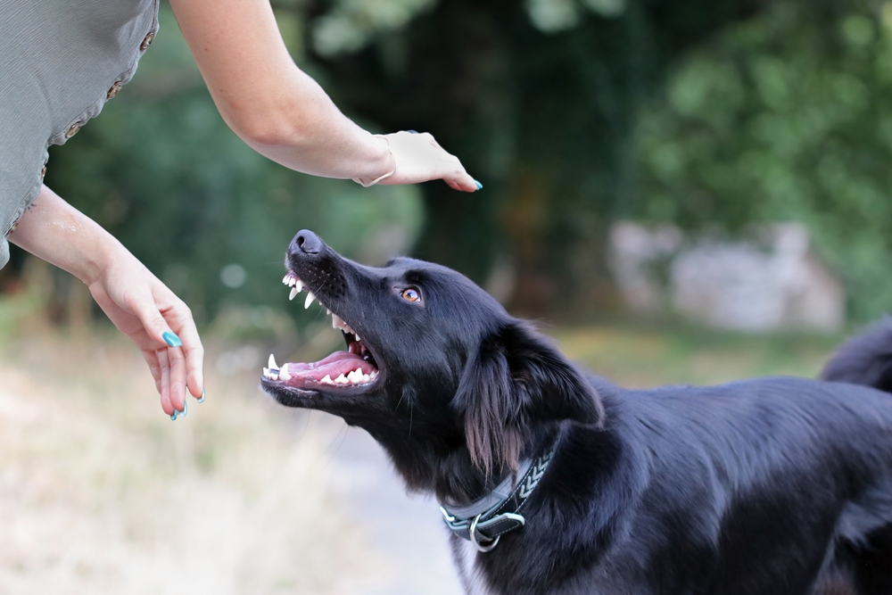 De største fejl når du opdrager hunden: 18 ting du ikke bør gøre