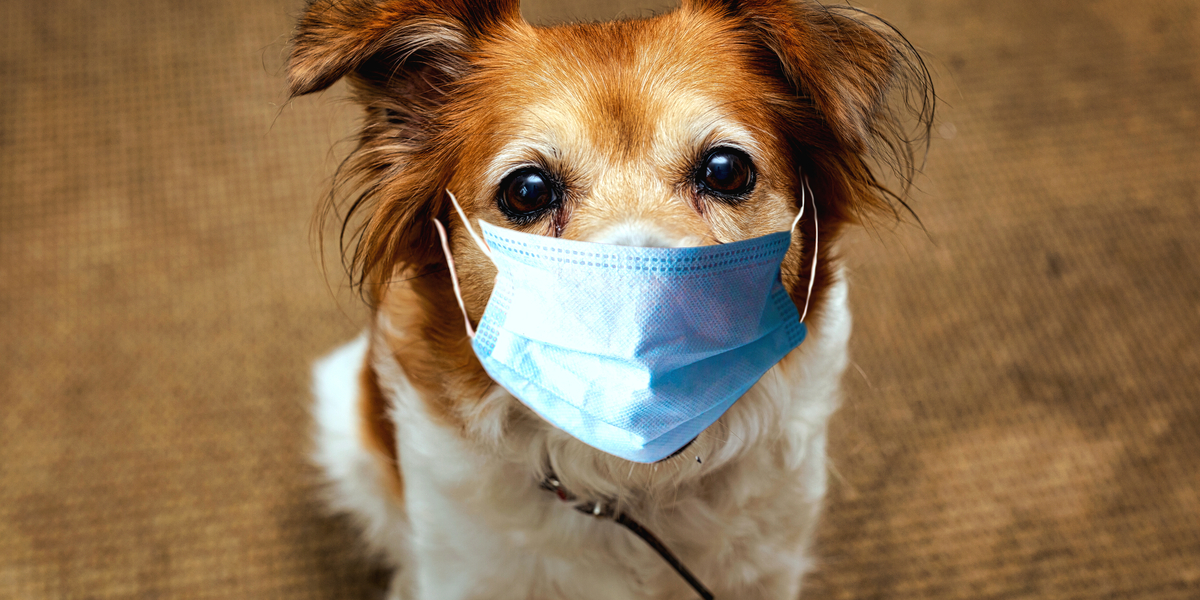 Ny coronavirus stammer fra hunde