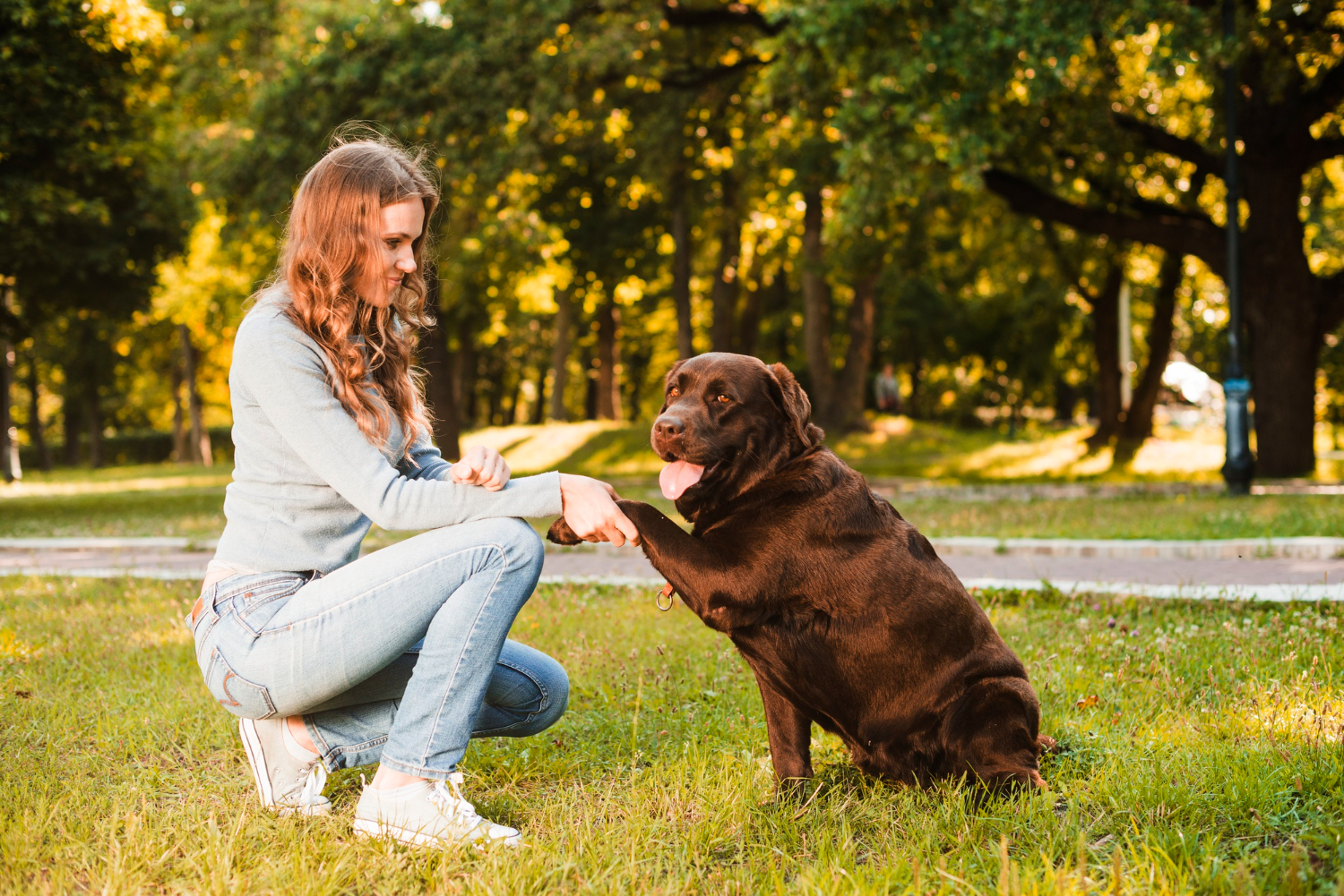 10 hunde, der er ekstremt svære at træne – Er din på listen?