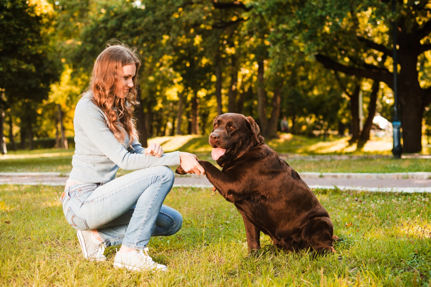 10 hunde, der er ekstremt svære at træne – Er din på listen?