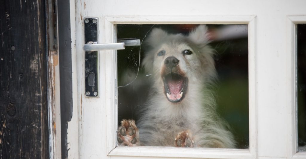 8 effektive måder at træne hund til ikke at gø: Det kan virke med det samme