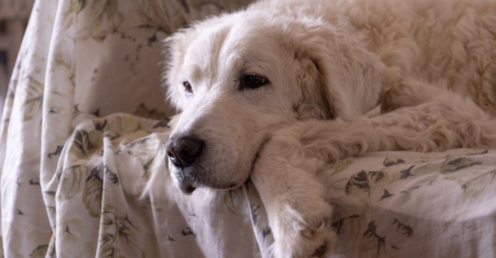 Har du en gammel hund? Sådan kan du gøre den glad