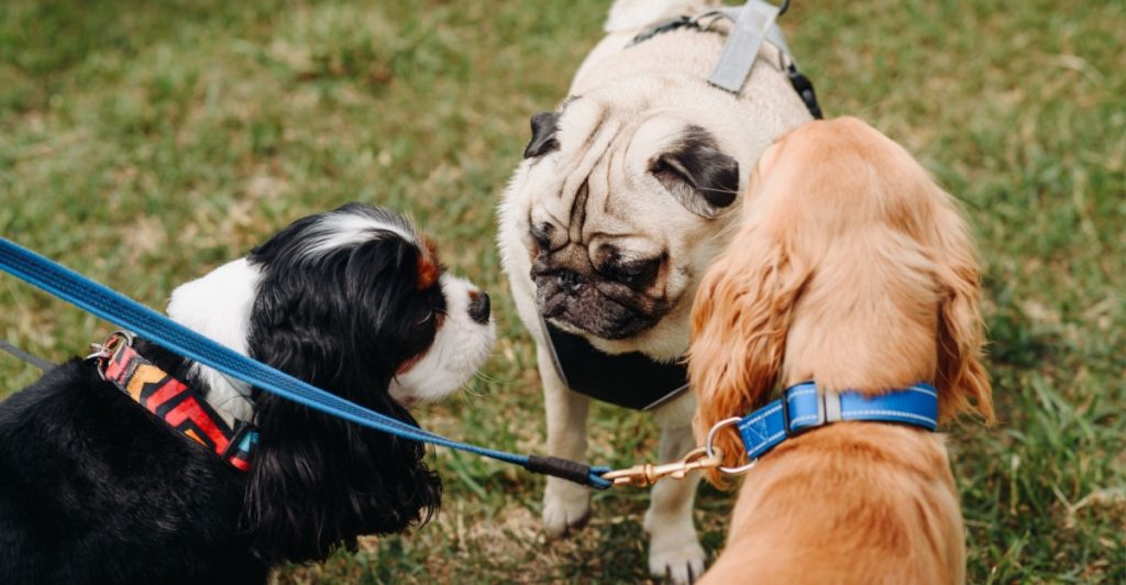 8 metoder at du kan undgå at stresse din hund – og skaber glæde og tryghed i stedet