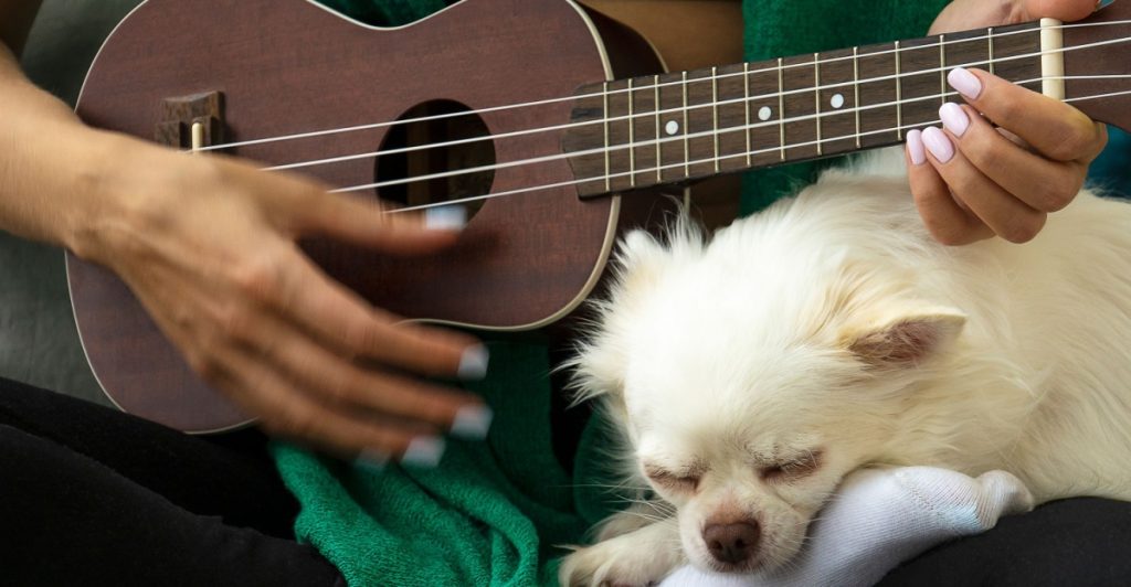 Hvad gør musik ved din hund? 7 ting du nok ikke vidste