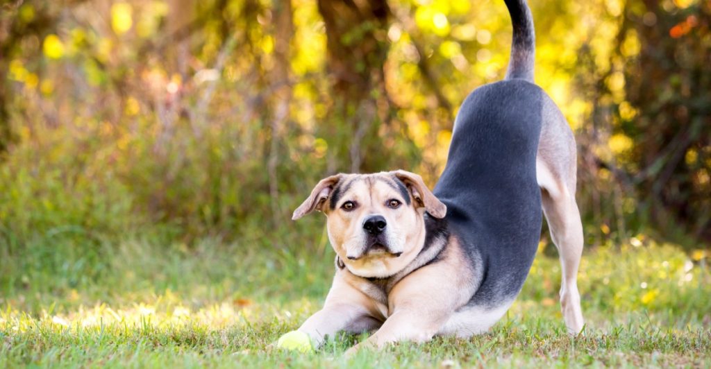 Hvad din hund virkelig fortæller dig, når den strækker sig
