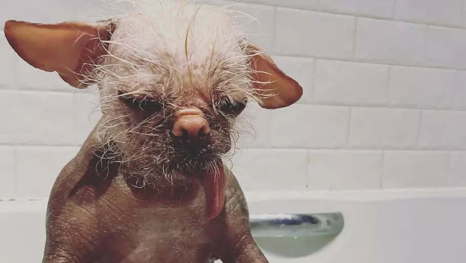Kåret som landets grimmeste hund: Nu gør den debut som filmstjerne