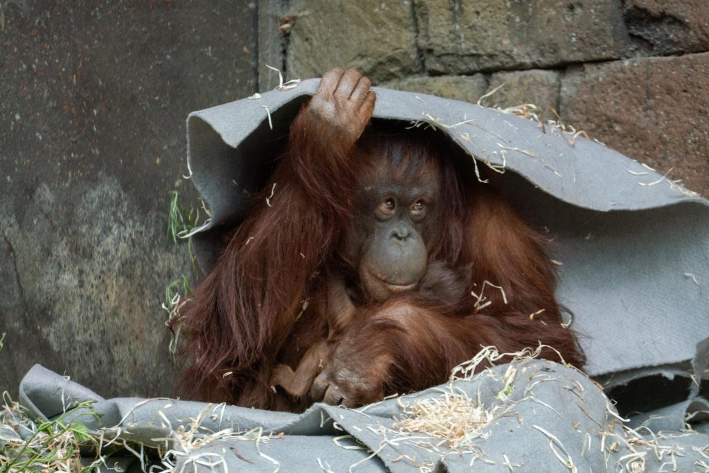 Glædeligt nyt fra Aalborg Zoo: Onsdag morgen skete det endelig